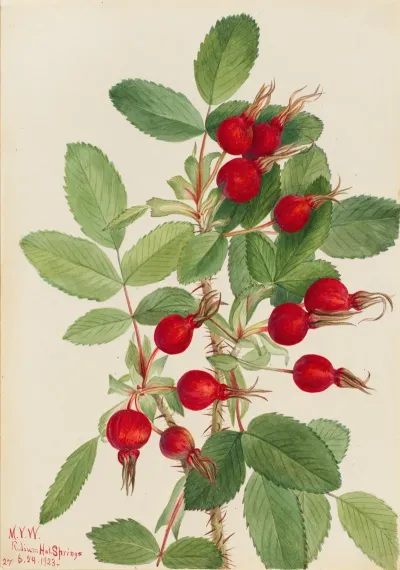Bourgeau Rose Rosa Bourgeauiana 2