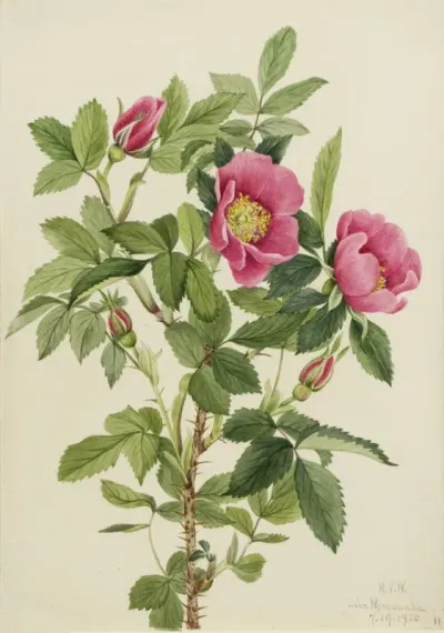 Bourgeau Rose Rosa Bourgeauiana