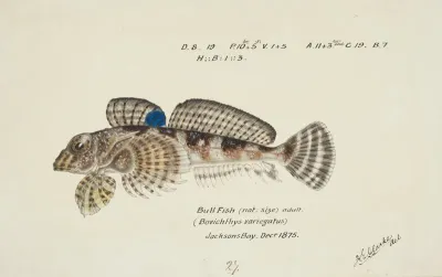 Bovichtus Variegatus Nz Thornfish