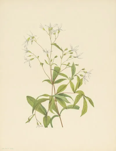 Bowmansroot Porteranthus Trifoliatus 3