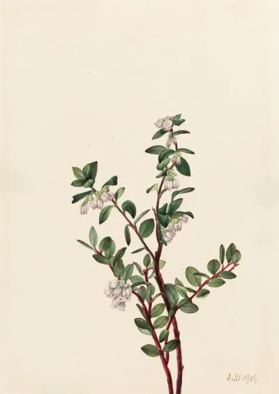 Box Huckleberry Gaylussacia Brachycera 2