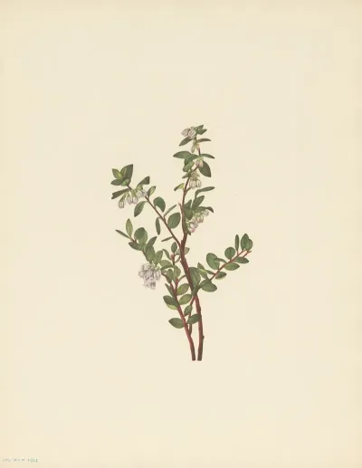 Box Huckleberry Gaylussacia Brachycera 3