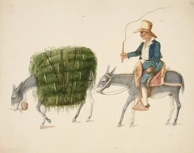 Boy On Mule Driving Another Mule Loaded With Hay