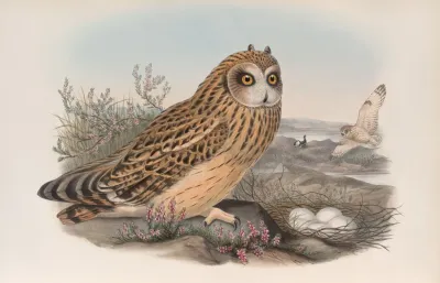 Brachyotus Palustris Short Eared Owl