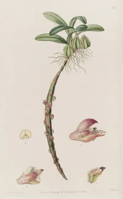 Bracteolate Bolbophyllum