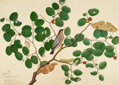 Brahminy Starling With Two Antheraea Moths Caterpillar And Cocoon On Indian Jujube Tree