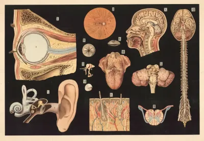 Brain Nerves Ear Eye And Skull Cross Section