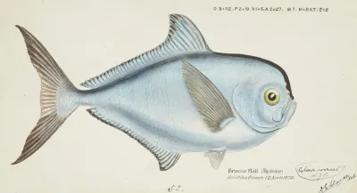 Brama Brama Nz Rays Bream