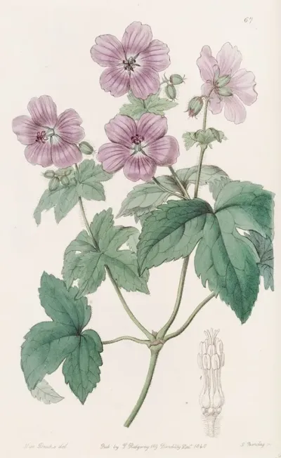 Bramble Leaved Geranium