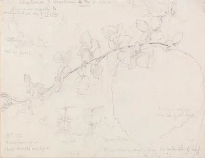 Brambles