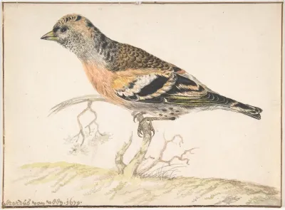 Bramling Fringilla Montifringilla