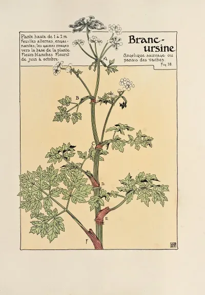 Branc Ursine 2