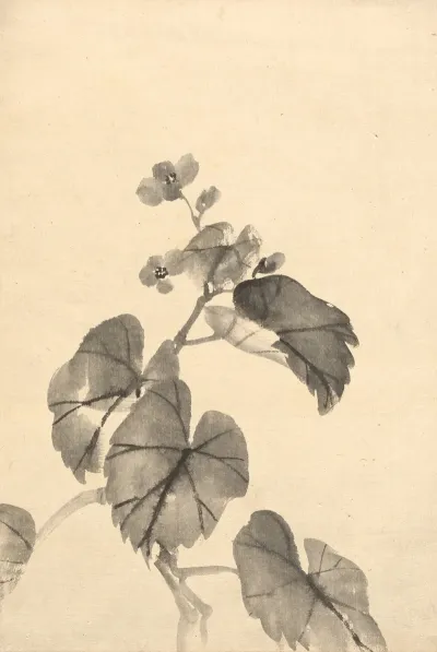 Branch Of Begonia In Bloom