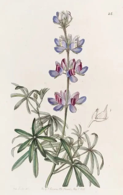 Branching Lupine