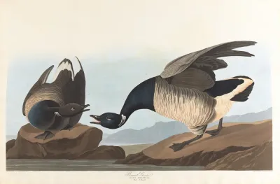 Brant Goose
