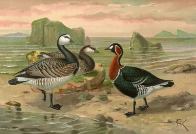 Branta Leucopsis Bechst