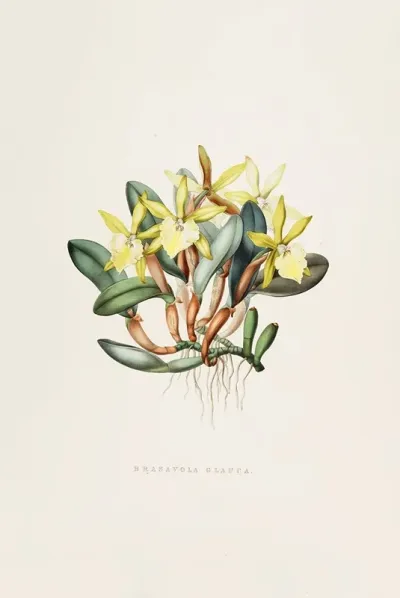 Brasavola Glauca