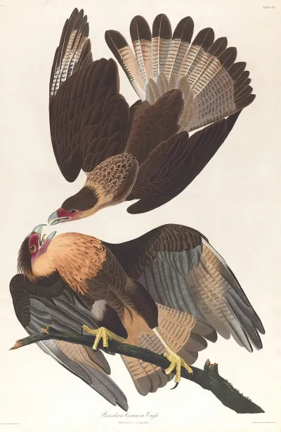 Brasilian Caracara Eagle