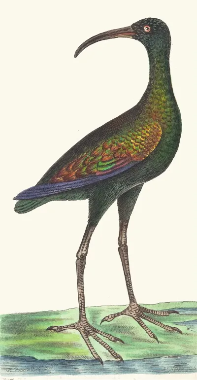 Brasilian Curlew