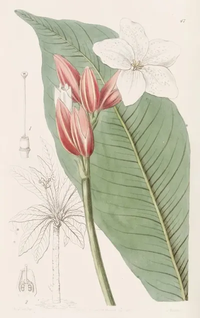 Brasilian Red Coat