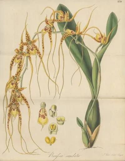 Brassia Caudata 2