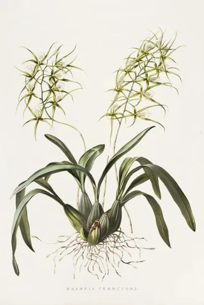 Brassia Verrucosa
