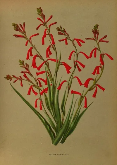 Bravoa Geminiflora