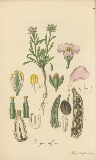 Braya Alpina