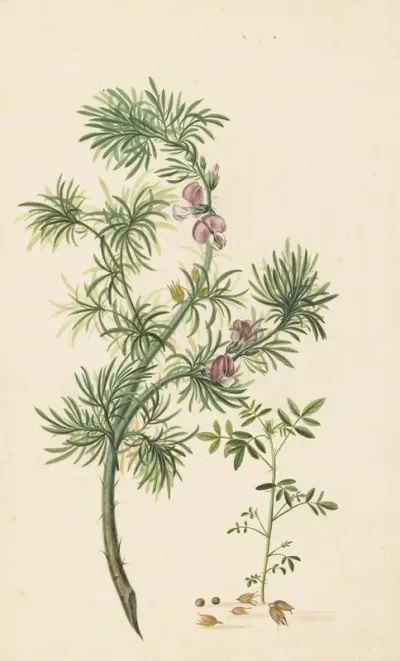 Brem Genista