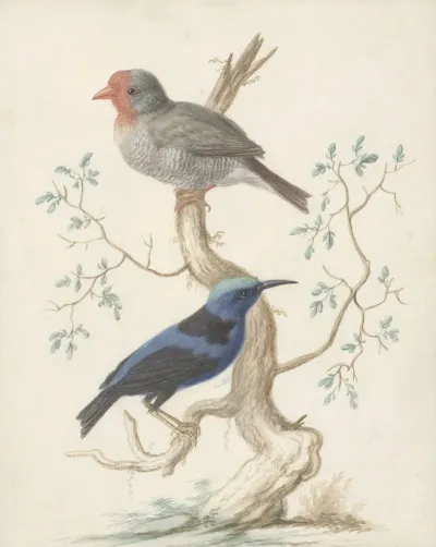 Bresiljaan En Colibri