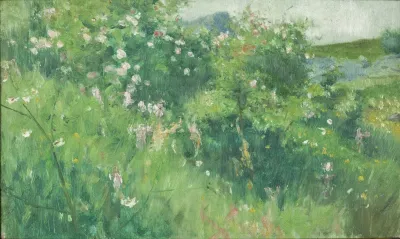 Briar Rose Bushes Flowering On The Isle Of Tjorn