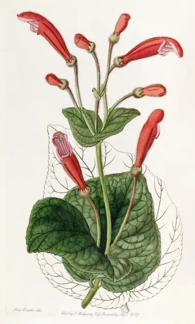 Brick Red Gesnera