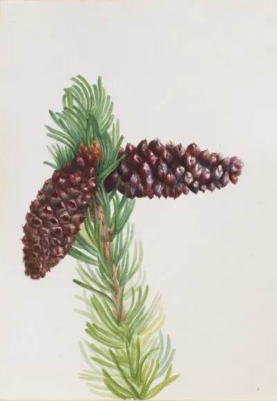 Bristle Cone Pine Pinus Aristata