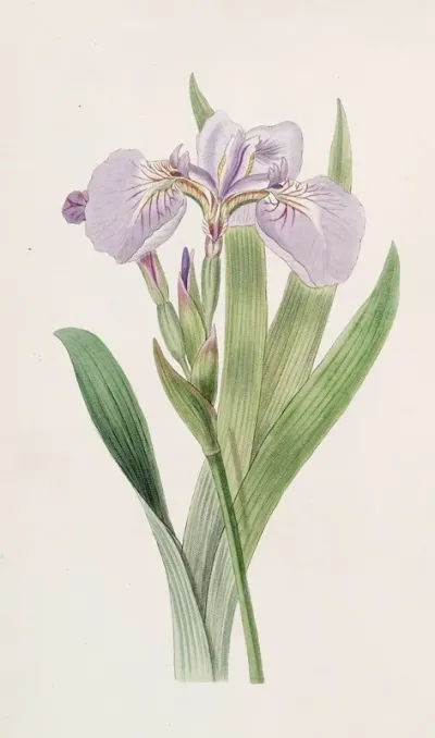 Bristle Tipped Iris