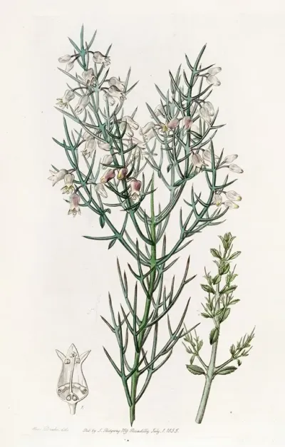 Bristling Colletia