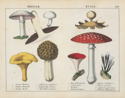British Fungi
