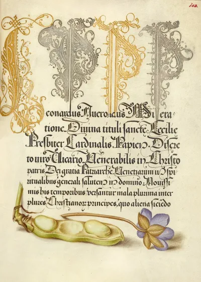 Broad Bean And Liverleaf