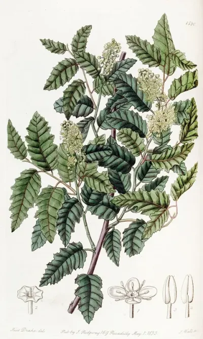 Broad Leaved Duvaua