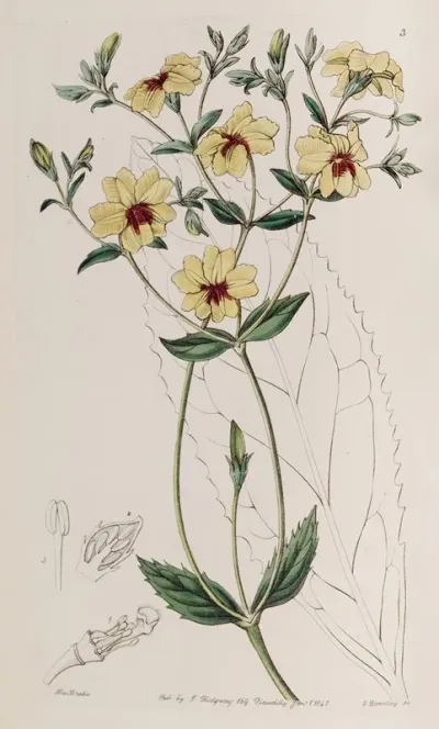 Broad Leaved Euthales