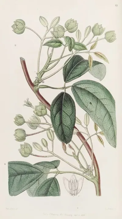 Broad Leaved Holbollia