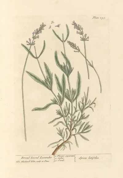 Broad Leaved Lavender