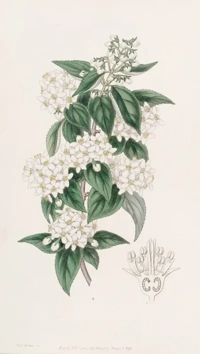 Broad Stamened Deutzia