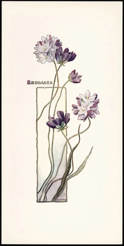 Brodiaea