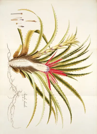 Bromelia Humilis