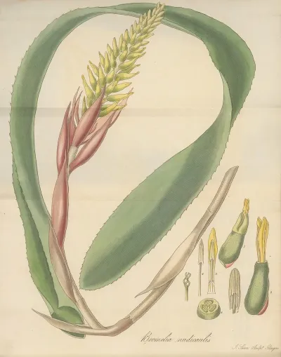 Bromelia Nudicaulis
