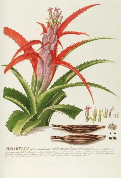 Bromelia
