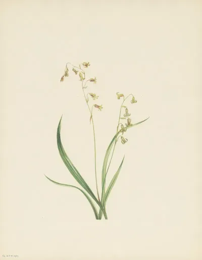 Bronzebells Stenanthium Occidentale 3
