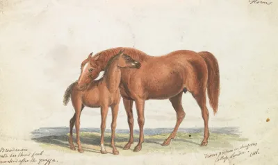 Brood Mare And Third Foal With Marks Of Quagga