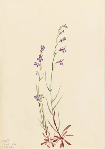 Brook Lobelia Lobelia Kalmii 2