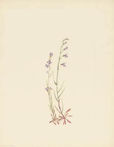 Brook Lobelia Lobelia Kalmii 3